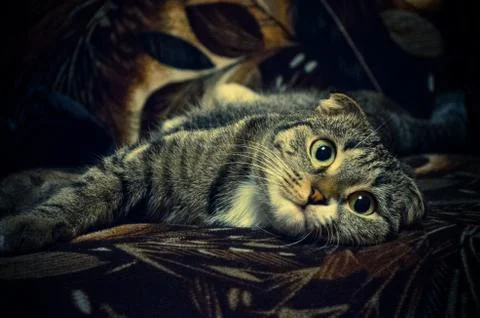 Playful cat Stock Photos