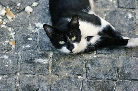 Playful Cat Stock Photos