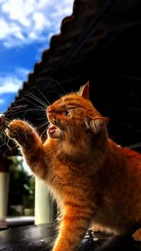 Playful cat. Stock Photos