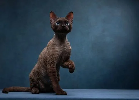 Playful Cat Pose Stock Photos