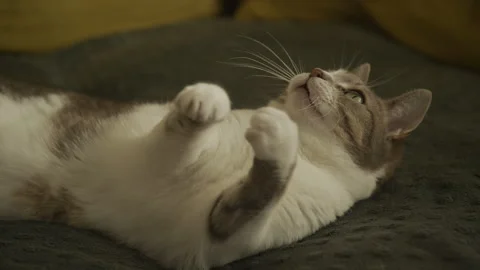 Playful Cat Reaching for Toy Stock Footage 334643177