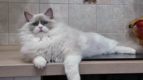 Playful cat relaxes on kitchen counter in cozy home setting Stock Footage 326246777