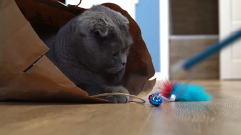 A playful cat Scottish fold sits in a paper craft bag and plays Stock Footage 143626979