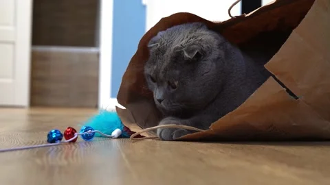 A playful cat Scottish fold sits in a paper craft bag and plays Stock Footage 143626980