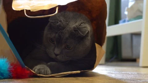 A playful cat Scottish fold sits in a paper craft bag and plays Stock Footage 143626984