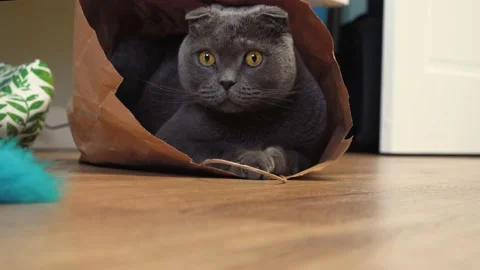 A playful cat Scottish fold sits in a paper craft bag and plays Stock Footage 143627009