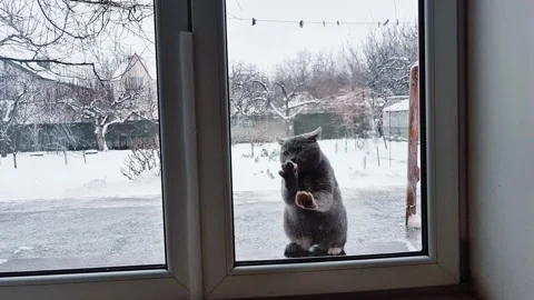 Playful cat scratching on glass window trying to get inside Stock Footage 325993592