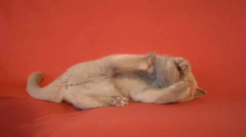 Playful Cat With Toy Vidéo 40052987