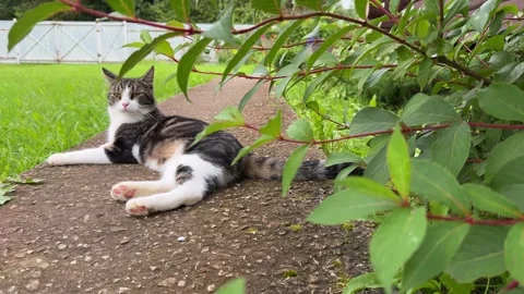 A playful cat washes in the middle of a forest path. Видео 320497106
