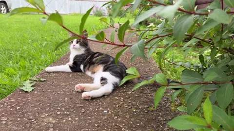 A playful cat washes in the middle of a forest path. Stock Footage 320499444