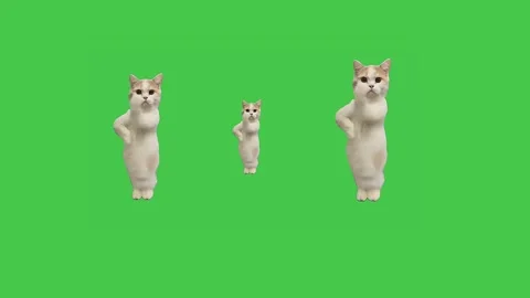 Playful cats dancing on green screen, perfect for fun and lighthearted video Stock Footage 314304683