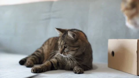 Playful cats 스톡 동영상 88543258