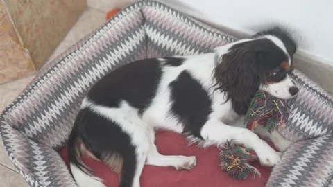 Playful Cavalier King Charles Spaniel puppy lying in a cozy dog bed and holding Stock Footage 312339345