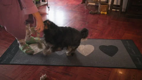 Playful Cavalier King Charles Spaniel Playing Fetch with Owner on Gray Rug Stock Footage 321618552
