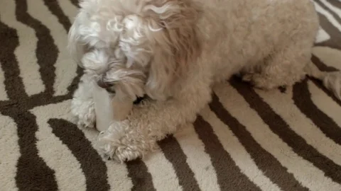 Playful cocker spaniel poodle dog chewing on a bone 库存影片 72674333
