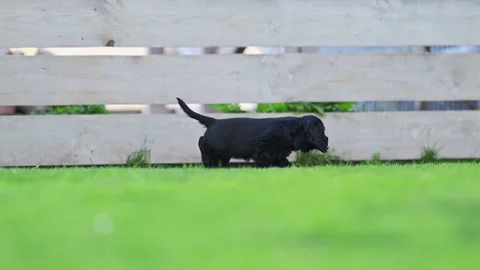 Playful cocker spaniel pups enjoying summer sunlight. Stock Footage 316421428