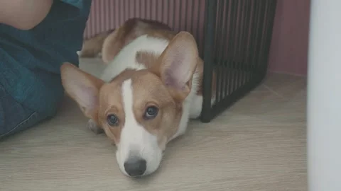 Playful Corgi in a Cozy Setting Stock Footage 316073831