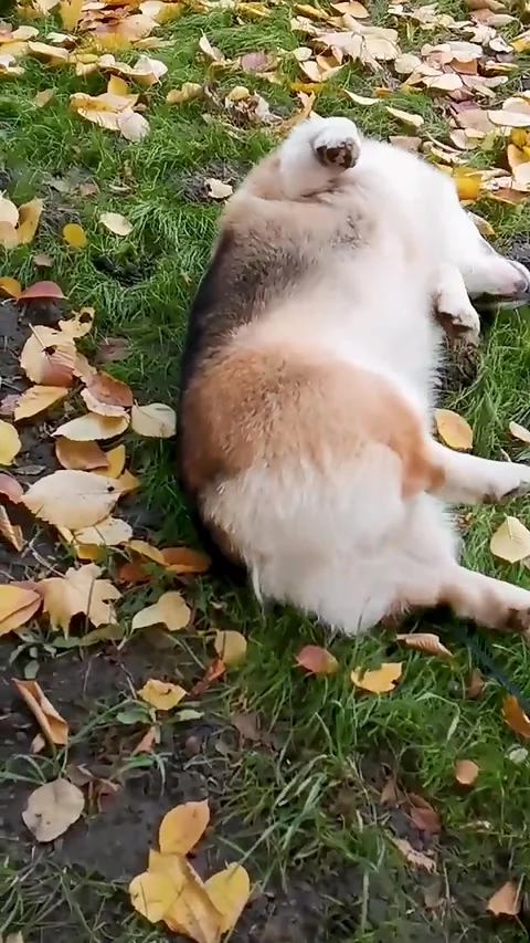 A playful corgi dog rolling on its back in fallen autumn leaves on grass Stock Footage 312276189