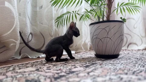 Playful Cornish Rex Kitten with Houseplant Stock Footage 308259341