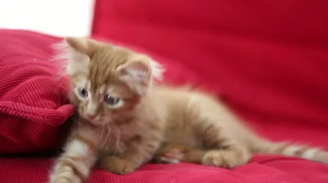 Playful Cute Cat Stock Footage 12712551