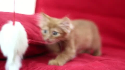 Playful Cute Cat Stock Footage 12712575