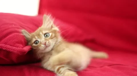 Playful Cute Cat Stock Footage 12712609