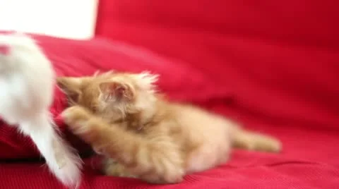 Playful Cute Cat Stock Footage 12712630