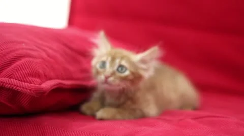 Playful Cute Cat Stock Footage 12712660