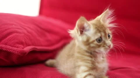 Playful Cute Cat Stock Footage 12712712