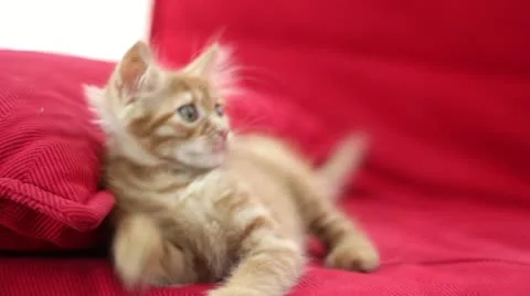Playful Cute Cat Stock Footage 12712778