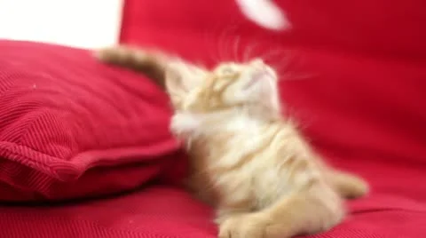 Playful Cute Cat Stock Footage 12712879