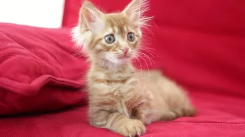 Playful Cute Cat 스톡 동영상 12713061