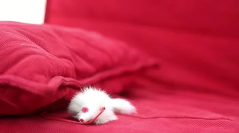 Playful Cute Cat Stock Footage 12713079