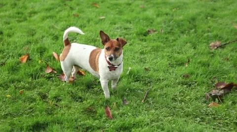 Playful cute dog looking at the camera, cute dog shakes her head and wonders Stock Footage 45159225