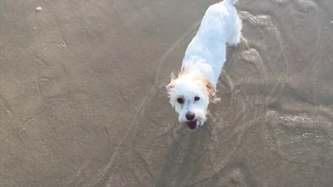 Playful cute dog looking up into camera Video stock 73575839