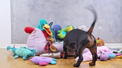 A Playful Dachshund Joyfully Surrounded by an Array of Colorful Plush Toys to Stock Footage 308812266