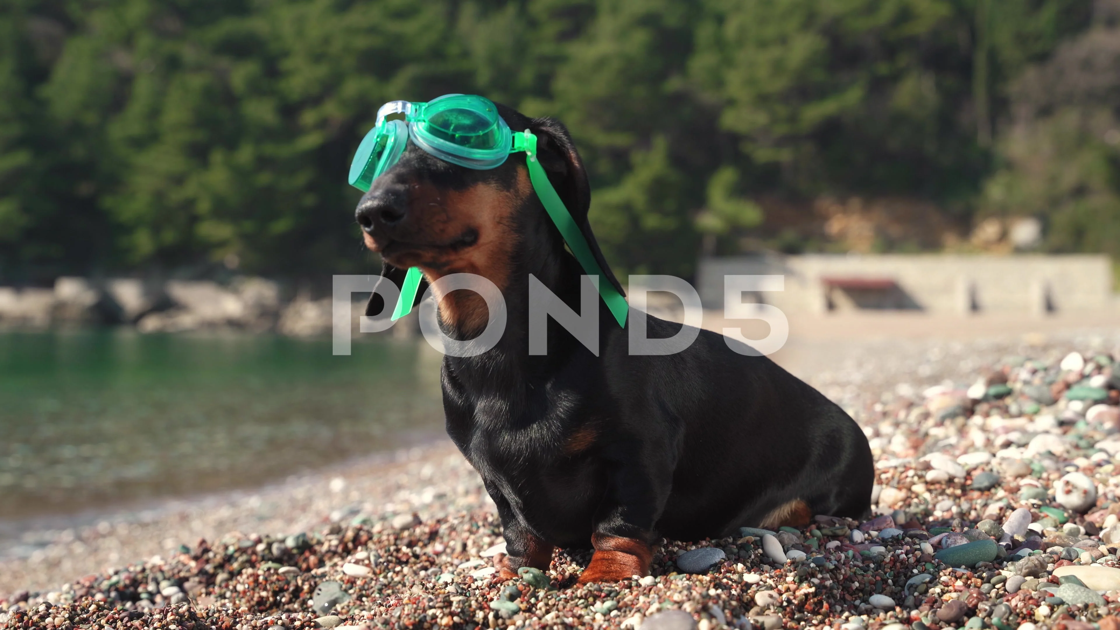 Dachshund goggles best sale