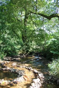 Playful dams in the stream Fotos de archivo