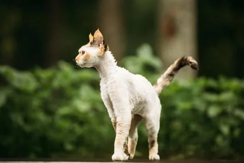 Playful Devon Rex Cat With White-red Spotted Fur Color Walking. Curious Funny Stock-Fotos