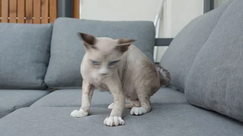 A playful Devon Rex kitten chases and bites a blade of grass on a gray sofa. Stock Footage 340163600