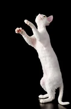 Playful devon rex kitten. isolated on dark background Stock Photos