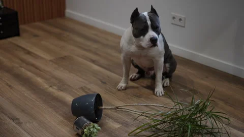 A playful dog accidentally knocks over a flower pot in the living room, creating Stock Footage 301438758