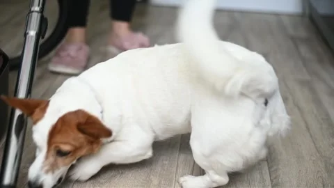 Playful dog attacks vacuum cleaner pipe on floor. Stock Footage 336622161