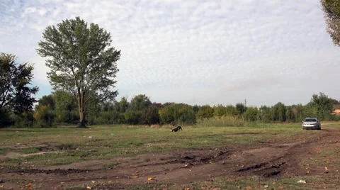 Playful dog in the background, having fun. Walking the dog in nature. Stock Footage 68557458