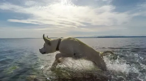 Playful Dog at Beach Stock Footage 62307968
