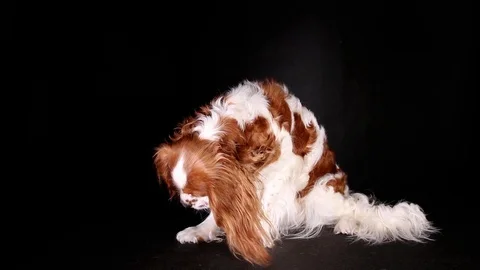 Playful dog on black background. Stock Footage 89636825