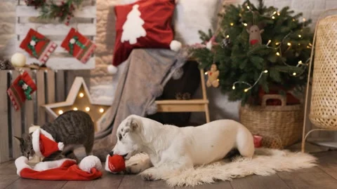 A playful dog is chewing on a slipper in front of a decorated Christmas scene Video stock 304589061