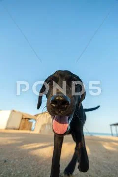 Playful Dog Closeup Stock Photos