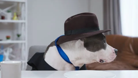 A playful dog in a dapper hat brings smiles in this charming video Stock Footage 283129271