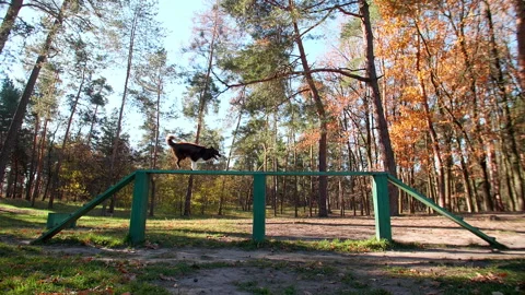 Playful dog developing stamina, strength and intelligence while running outdoor Stock Footage 226780519